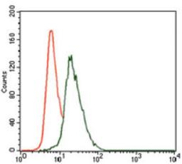 Flow Cytometry: Vav-1 Antibody (2E11) [NBP2-37469] - Flow cytometric analysis of HeLa cells using VAV1 mouse mAb (green) and negative control (red).