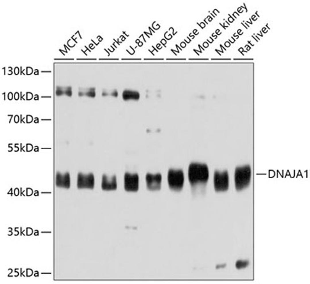 Western blot - DNAJA1 antibody (A11602)