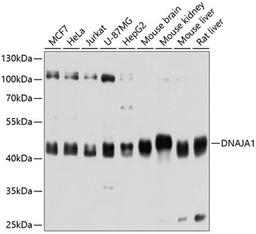 Western blot - DNAJA1 antibody (A11602)