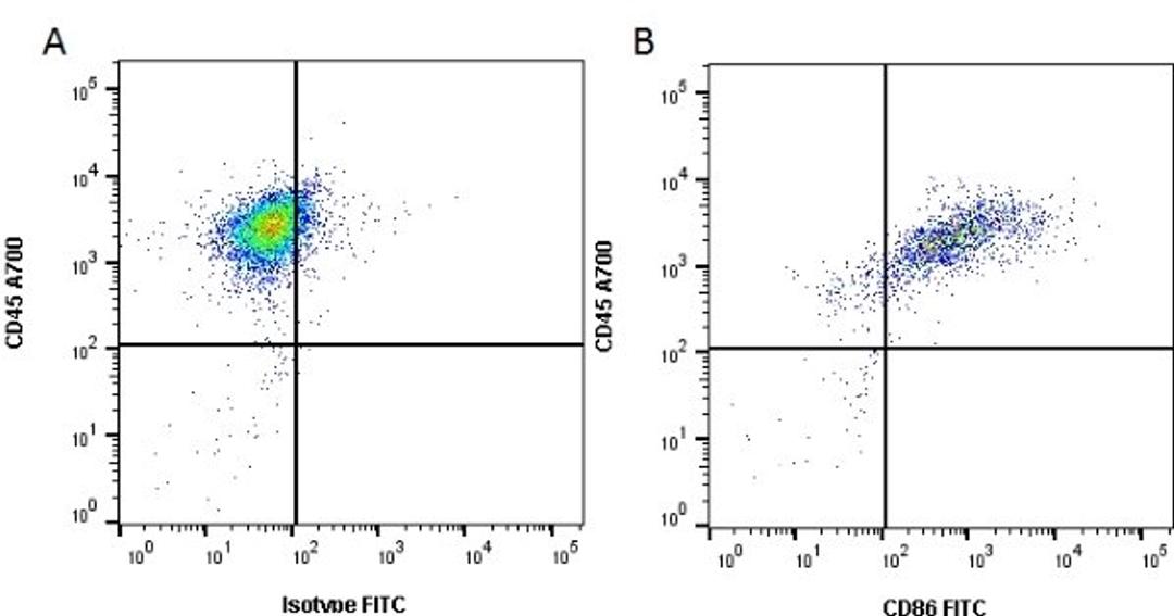 Immunoperoxidase staining of rat lymph node cryosection with Mouse anti Rat CD86 antibody