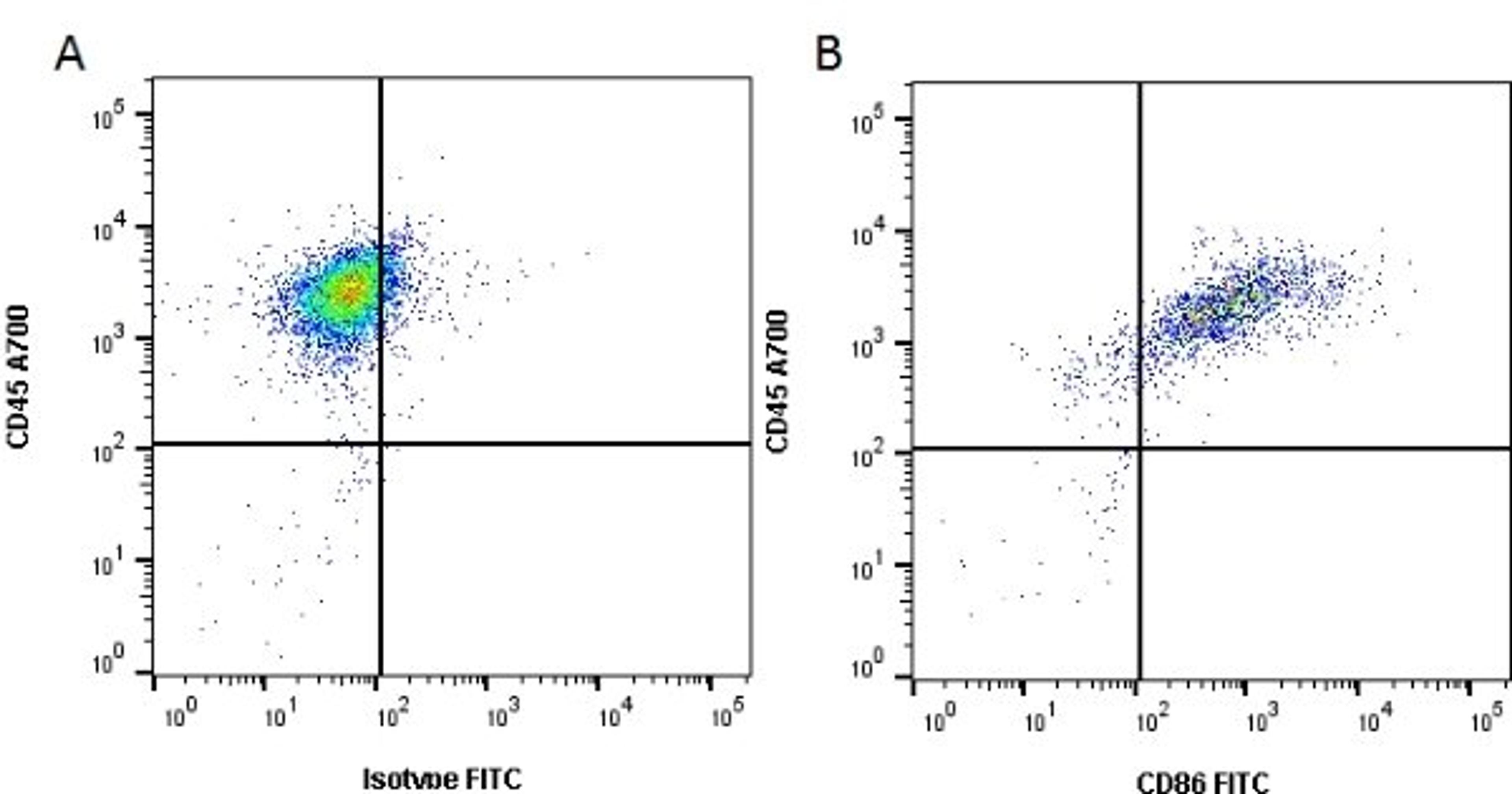 Immunoperoxidase staining of rat lymph node cryosection with Mouse anti Rat CD86 antibody