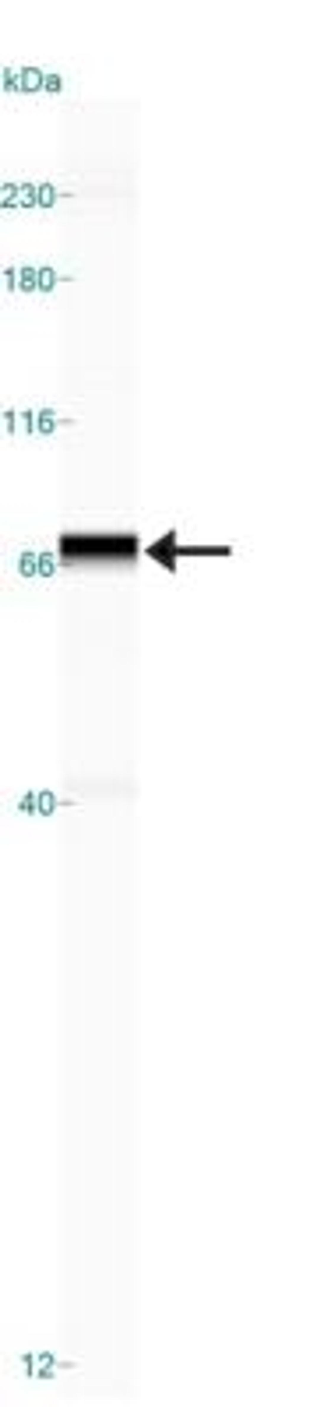 Simple Western: SENP1 Antibody [NB100-56405] - Simple Western lane view shows a specific band for SENP1 in 0.5 mg/ml of HeLa lysate.  This experiment was performed under reducing conditions using the 12-230 kDa separation system.