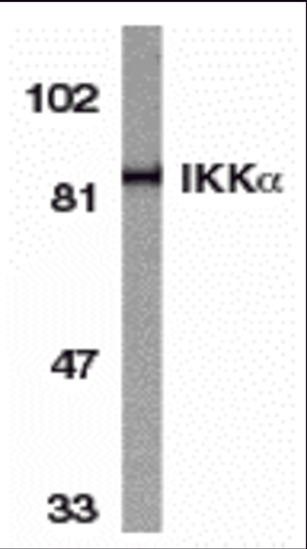 Western blot analysis of IKK alpha in HeLa whole cell lysate with IKK alpha antibody at 1:1000 dilution. 