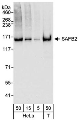 Detection of human SAFB2 by western blot.