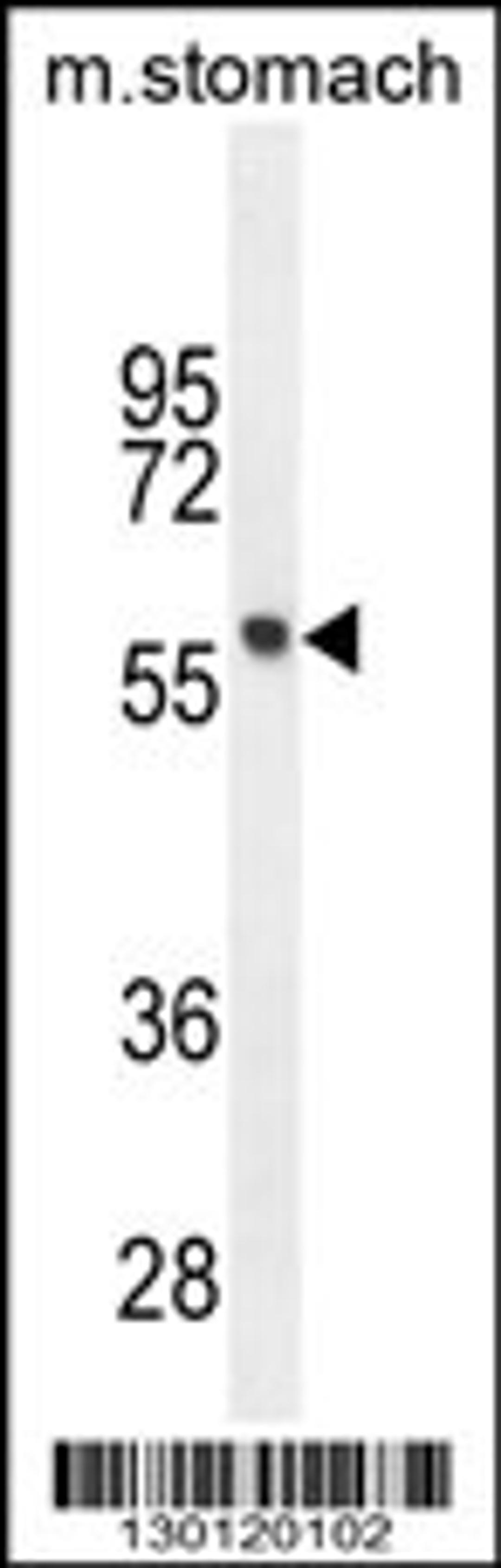 Western blot analysis in mouse stomach tissue lysates (35ug/lane).