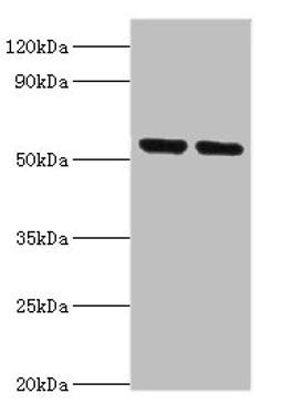 Western blot. All lanes: Nuclear respiratory factor 1 antibody at 3ug/ml. Lane 1: Mouse skeletal muscle tissue. Lane 2: MCF-7 whole cell lysate. Secondary. Goat polyclonal to rabbit IgG at 1/10000 dilution. Predicted band size: 54, 47, 37, 56 kDa. Observed band size: 54 kDa.