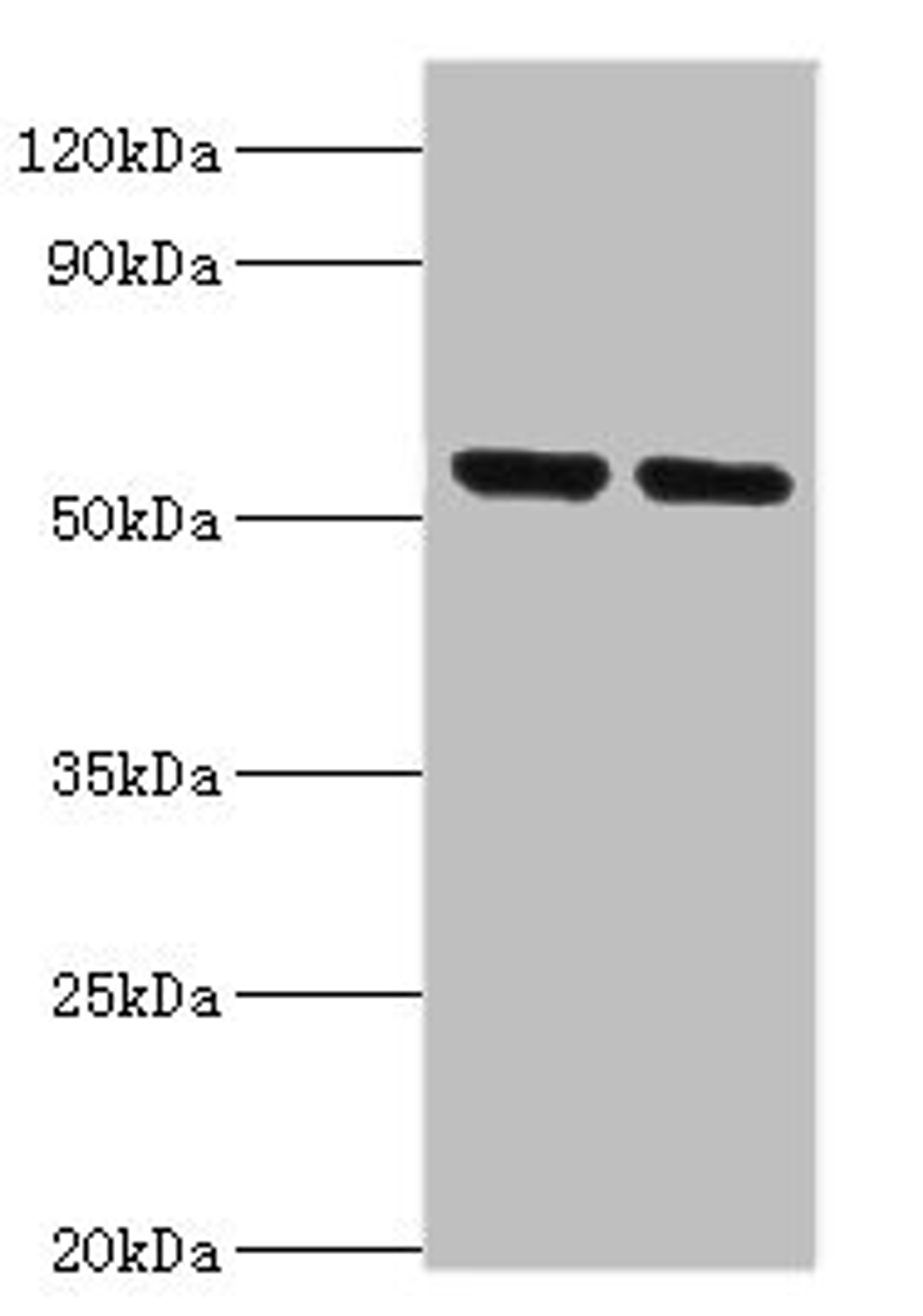 Western blot. All lanes: Nuclear respiratory factor 1 antibody at 3ug/ml. Lane 1: Mouse skeletal muscle tissue. Lane 2: MCF-7 whole cell lysate. Secondary. Goat polyclonal to rabbit IgG at 1/10000 dilution. Predicted band size: 54, 47, 37, 56 kDa. Observed band size: 54 kDa.