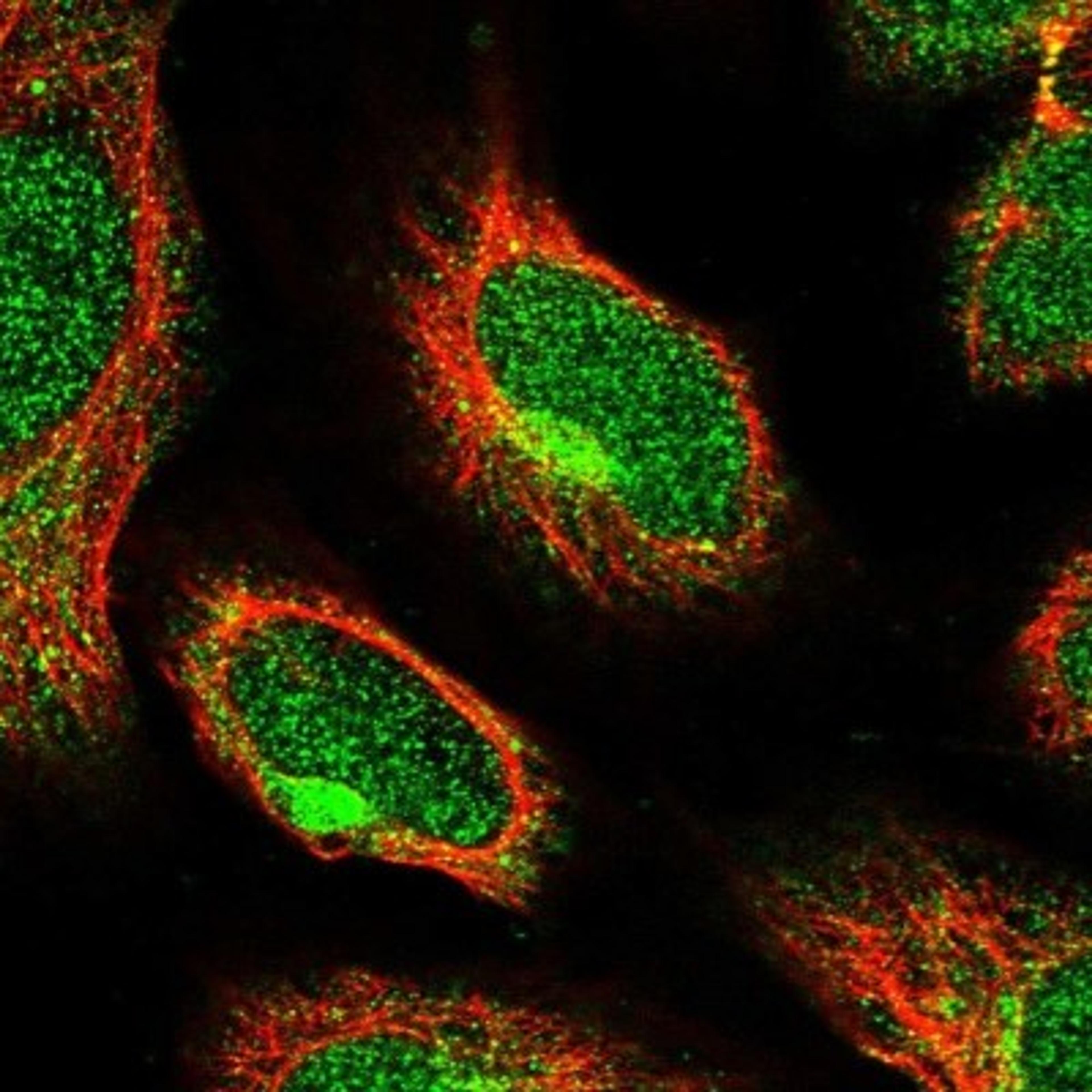 Immunocytochemistry/Immunofluorescence: HPSE2 Antibody [NBP1-93691] - Staining of human cell line U-2 OS shows positivity in nucleus but not nucleoli & cytoplasm.