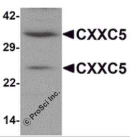 Western blot analysis of CXXC5 in human brain tissue lysate with CXXC5 antibody at 1 &#956;g/mL.