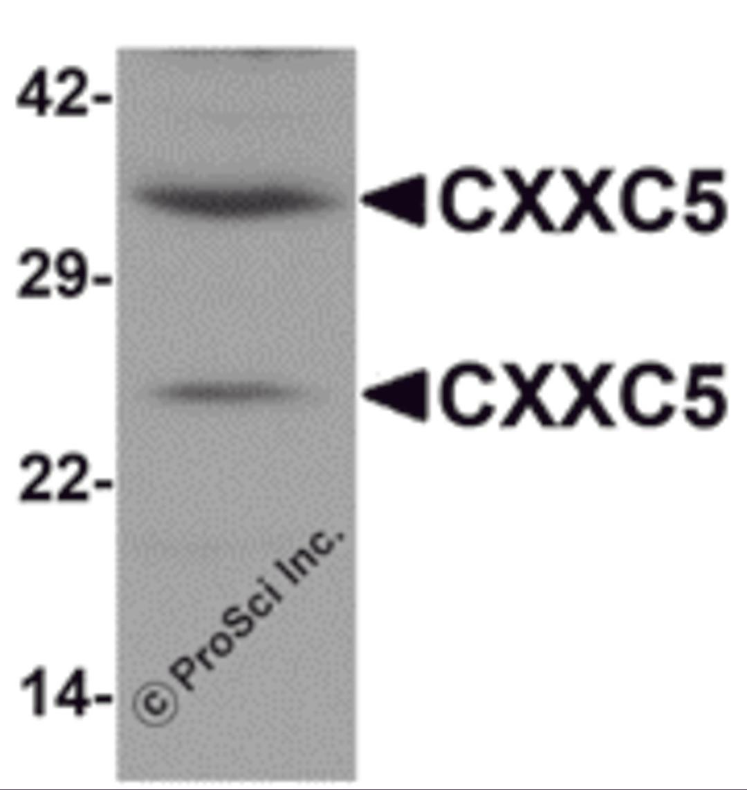 Western blot analysis of CXXC5 in human brain tissue lysate with CXXC5 antibody at 1 μg/mL.