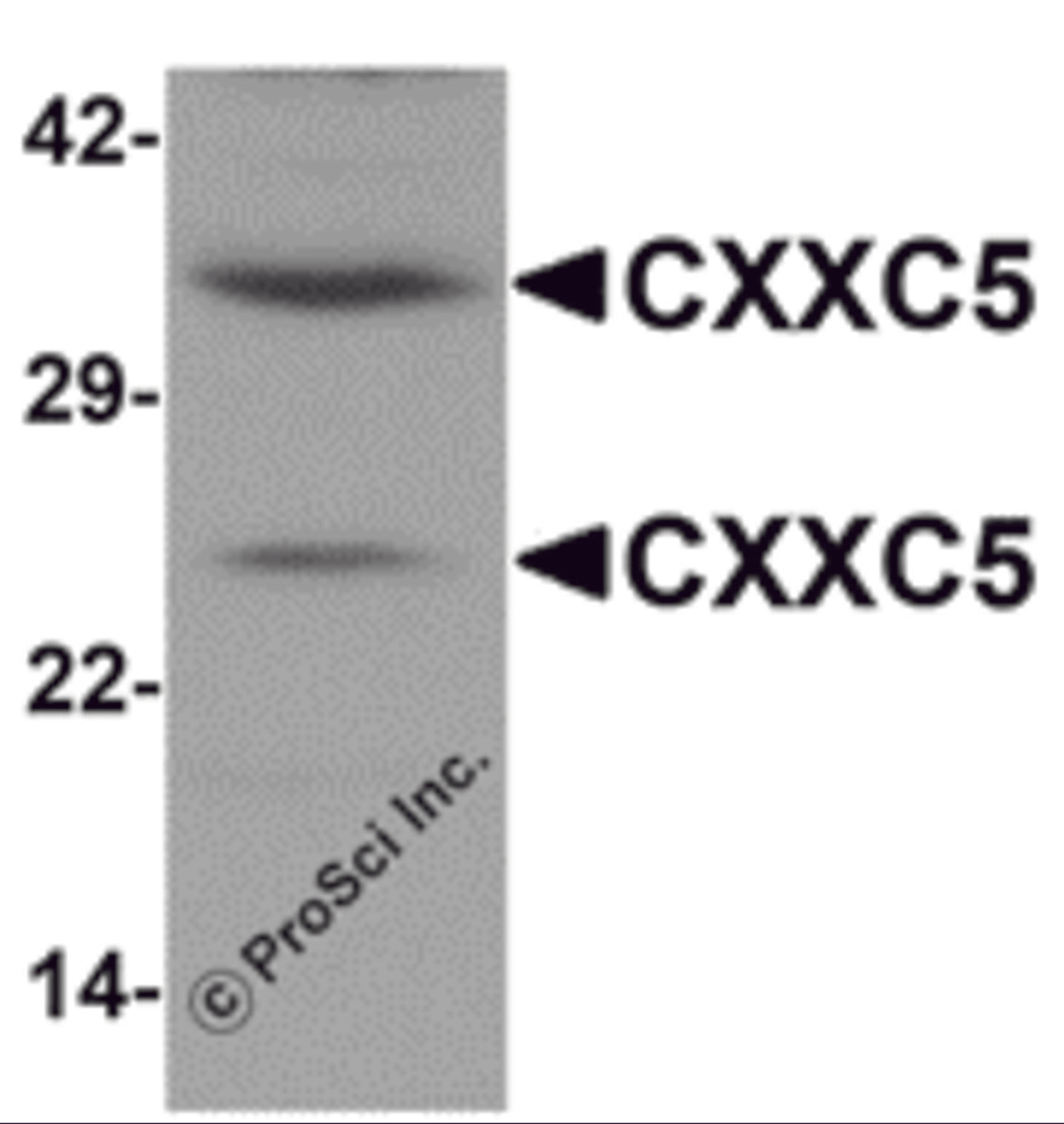 Western blot analysis of CXXC5 in human brain tissue lysate with CXXC5 antibody at 1 μg/mL.