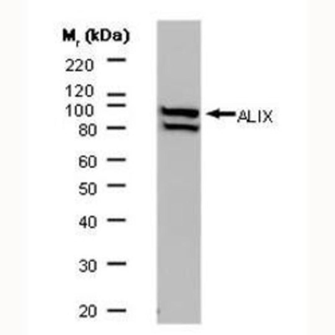 Western Blot: Alix Antibody (3A9) [NB100-65678] - Western blot analysis of HeLa whole cell lysate probed with MOUSE ANTI ALIX F(ab')2 Rabbit anti Mouse IgG:HRP (STAR13B)