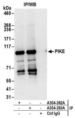 Detection of human PIKE by western blot of immunoprecipitates.