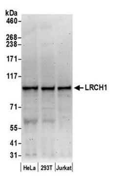 Detection of human LRCH1 by western blot.