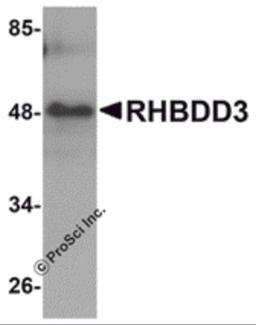 Western blot analysis of RHBDD3 in rat lung tissue lysate with RHBDD3 antibody at 1 μg/mL.