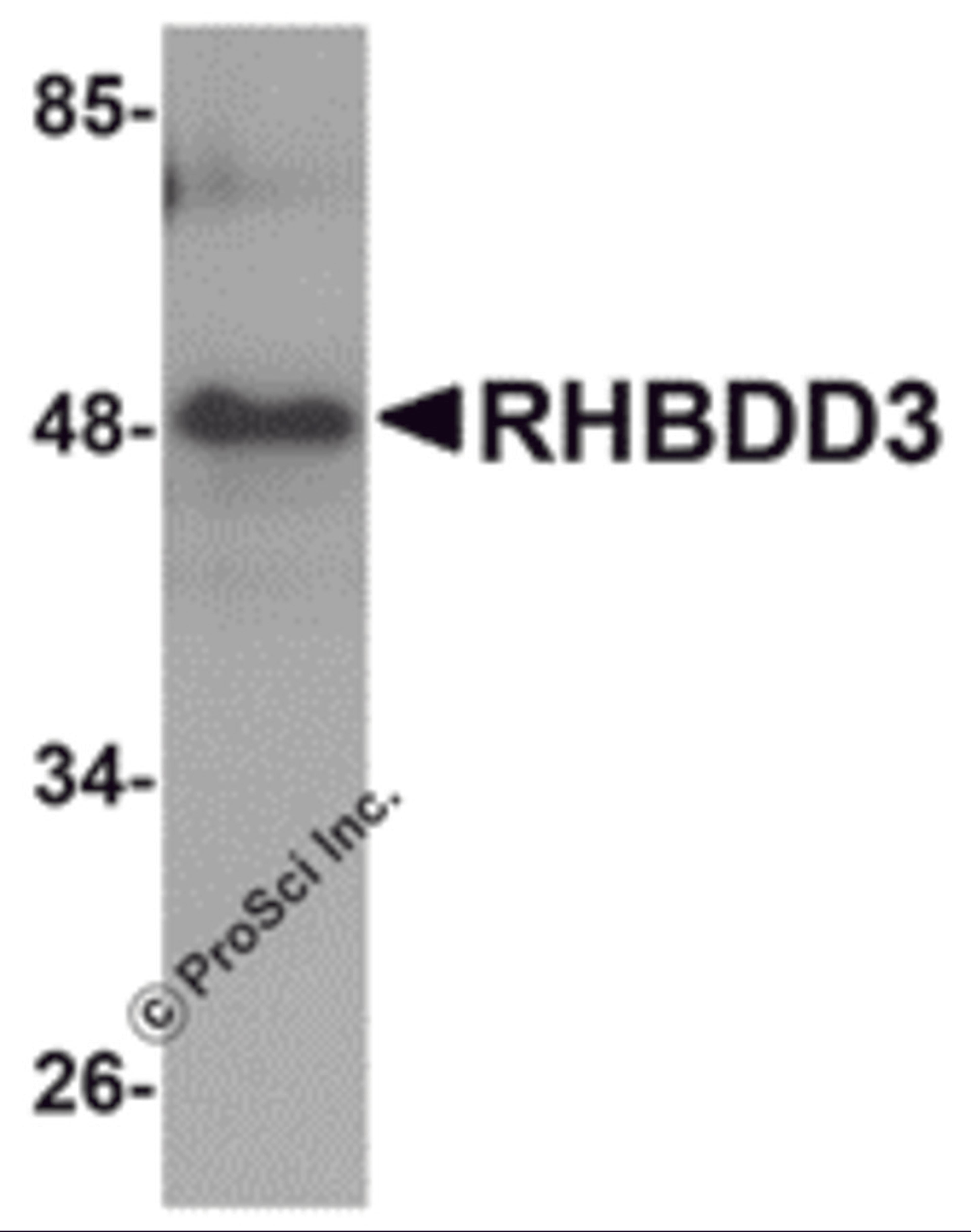 Western blot analysis of RHBDD3 in rat lung tissue lysate with RHBDD3 antibody at 1 μg/mL.