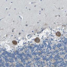 Immunohistochemistry-Paraffin: OPALIN Antibody [NBP1-81656] - Staining of human cerebellum shows moderate cytoplasmic positivity in Purkinje cells.