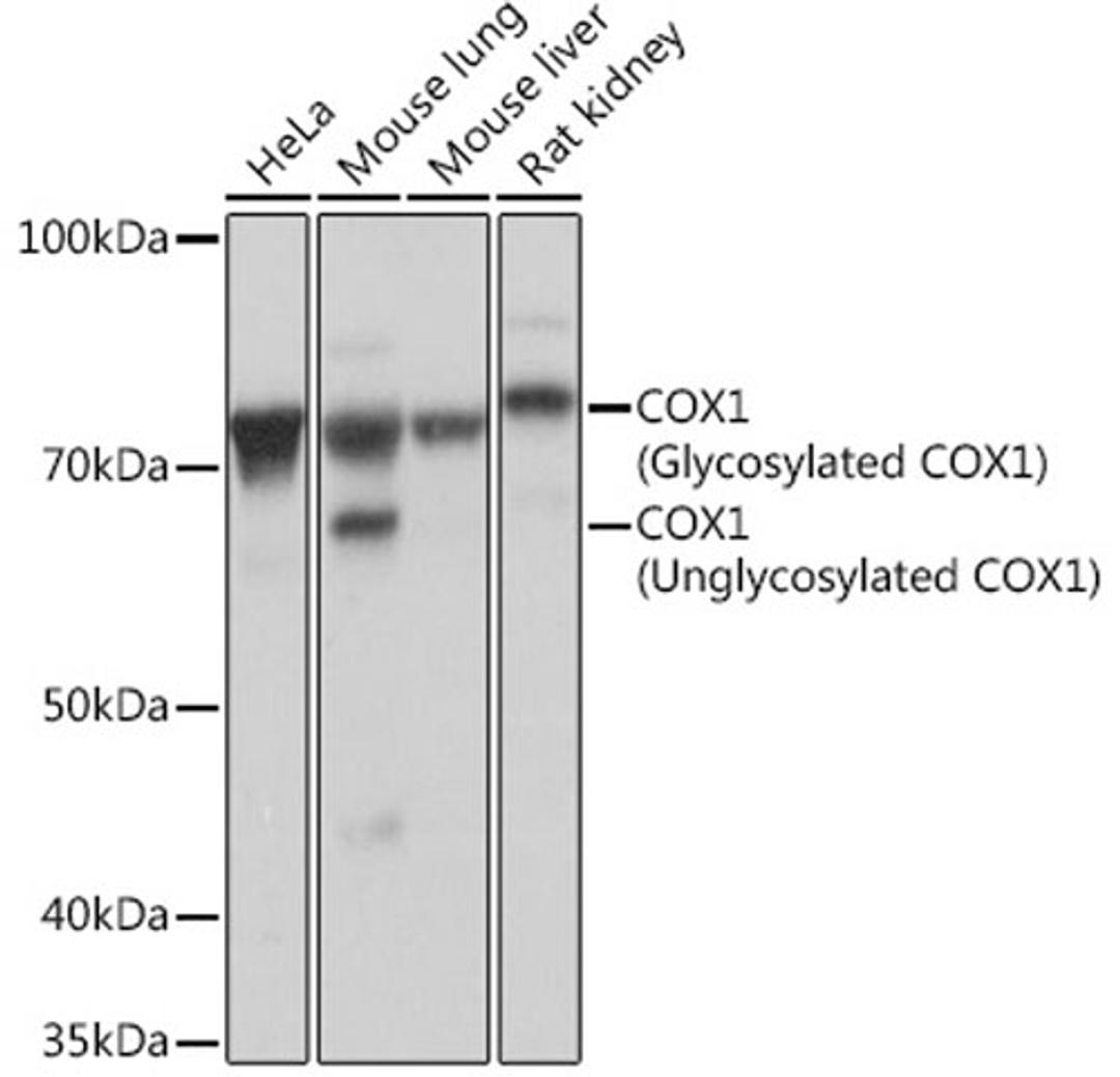 Western blot - COX1 Rabbit mAb (A4301)