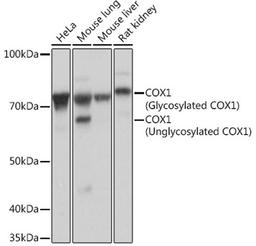 Western blot - COX1 Rabbit mAb (A4301)