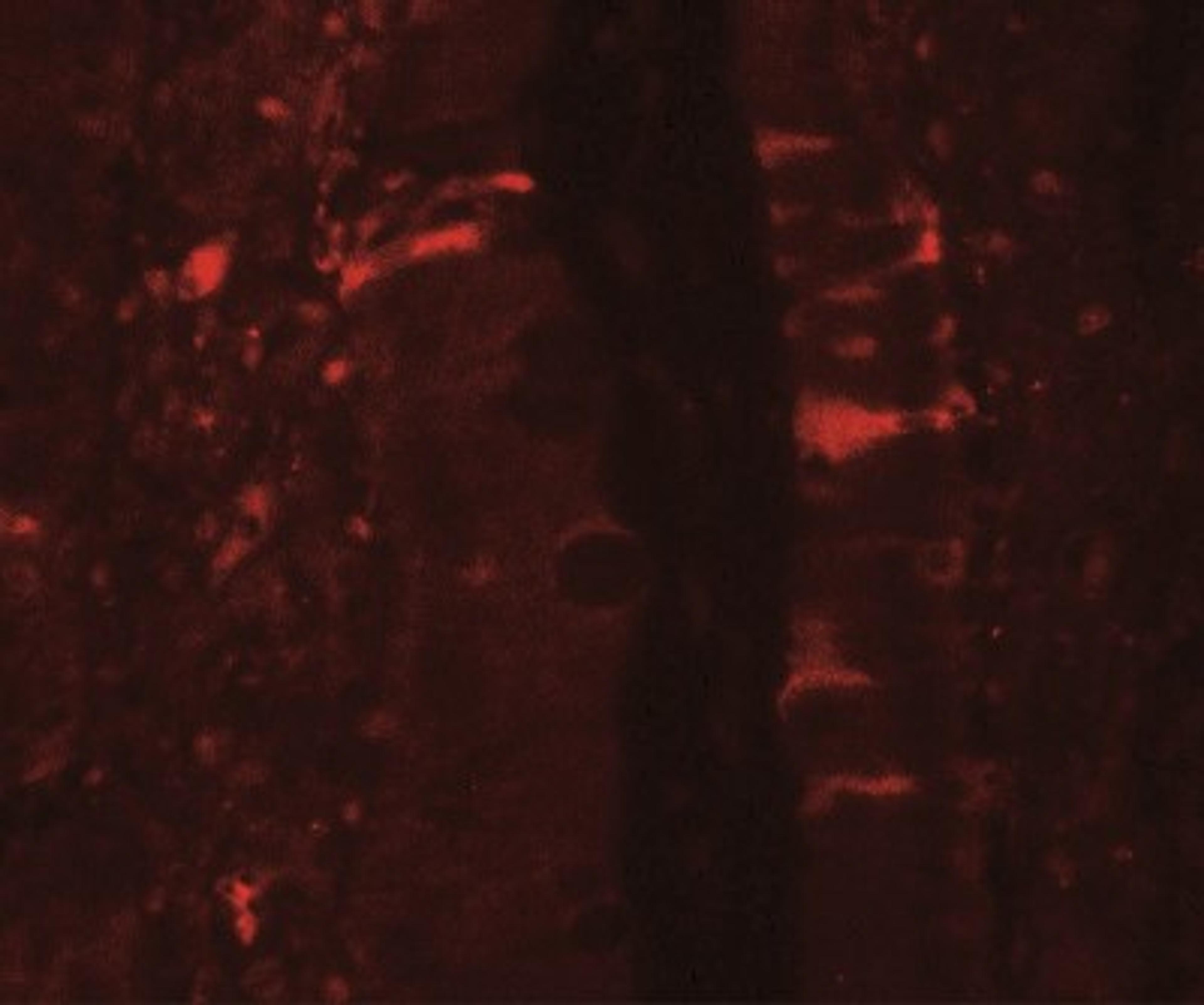 Immunocytochemistry/Immunofluorescence: IL-36Ra/IL-1F5 Antibody [NBP2-41241] - Immunofluorescence of IL-36RN in rat small intestine tissue with IL-36RN antibody at 20 ug/mL.