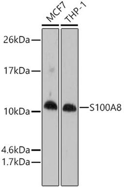 Western blot - S100A8 antibody (A1688)