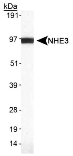 Western Blot: NHE3 Antibody (19F5) [NB110-61586] - Detection of NHE3 in rat kidney lysate.