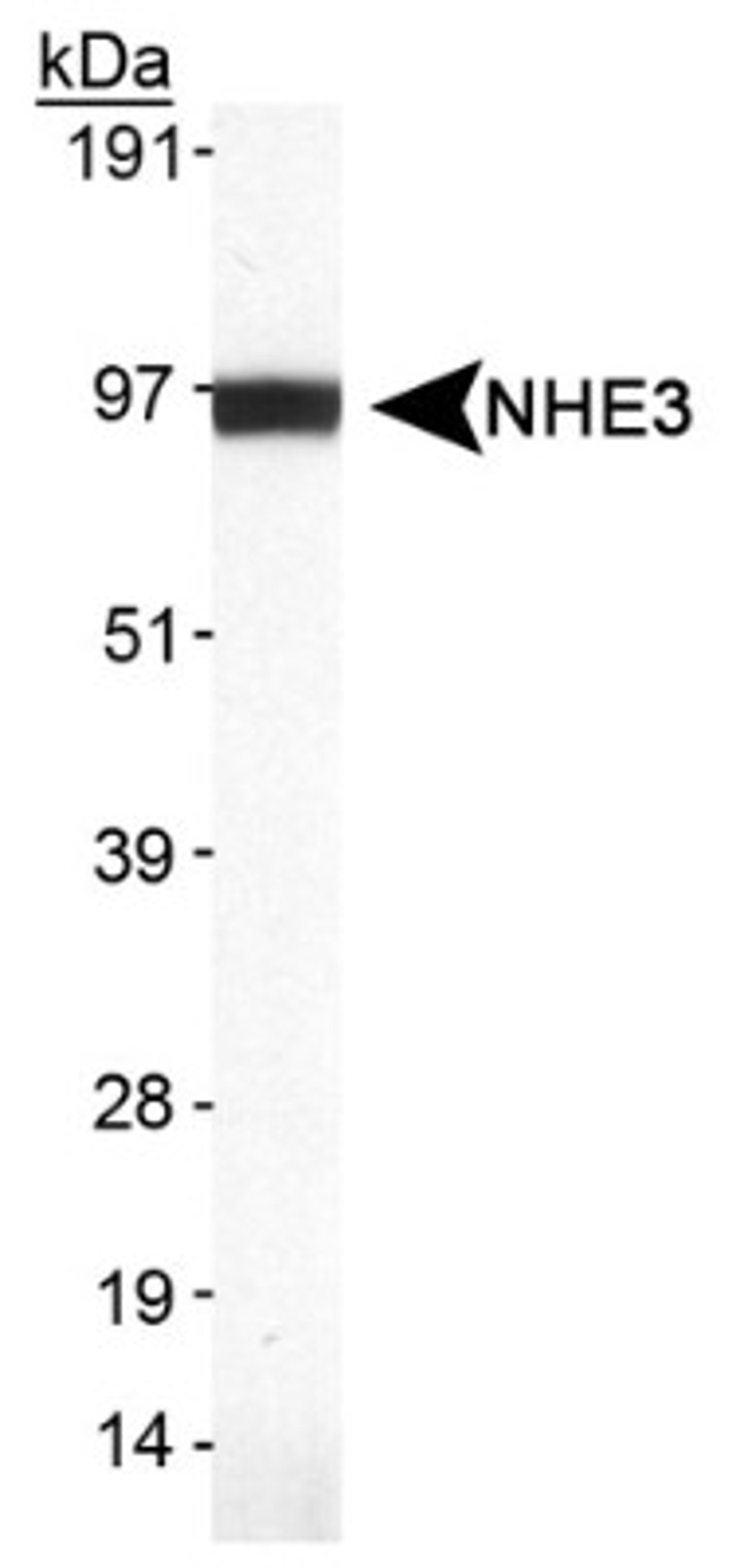 Western Blot: NHE3 Antibody (19F5) [NB110-61586] - Detection of NHE3 in rat kidney lysate.