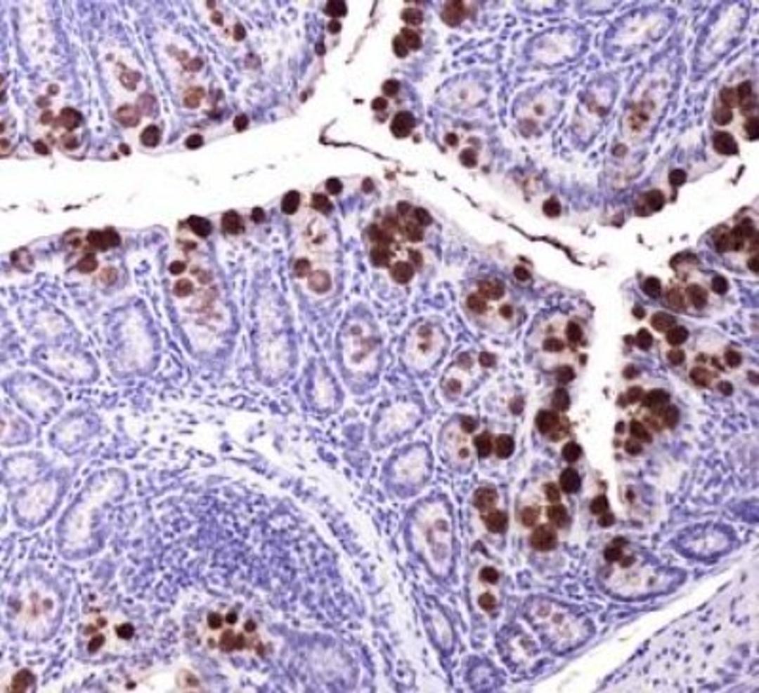 Immunohistochemistry: ABCG8 Antibody (1B10A5) [NBP1-71706] - Immunohistochemical analysis of ABCG8 in mouse intestine using NBP1-71706.