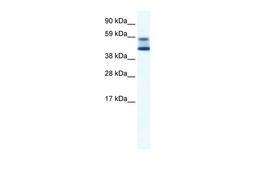 Antibody used in WB on Mouse NIH-3T3 at 5.0 ug/ml.