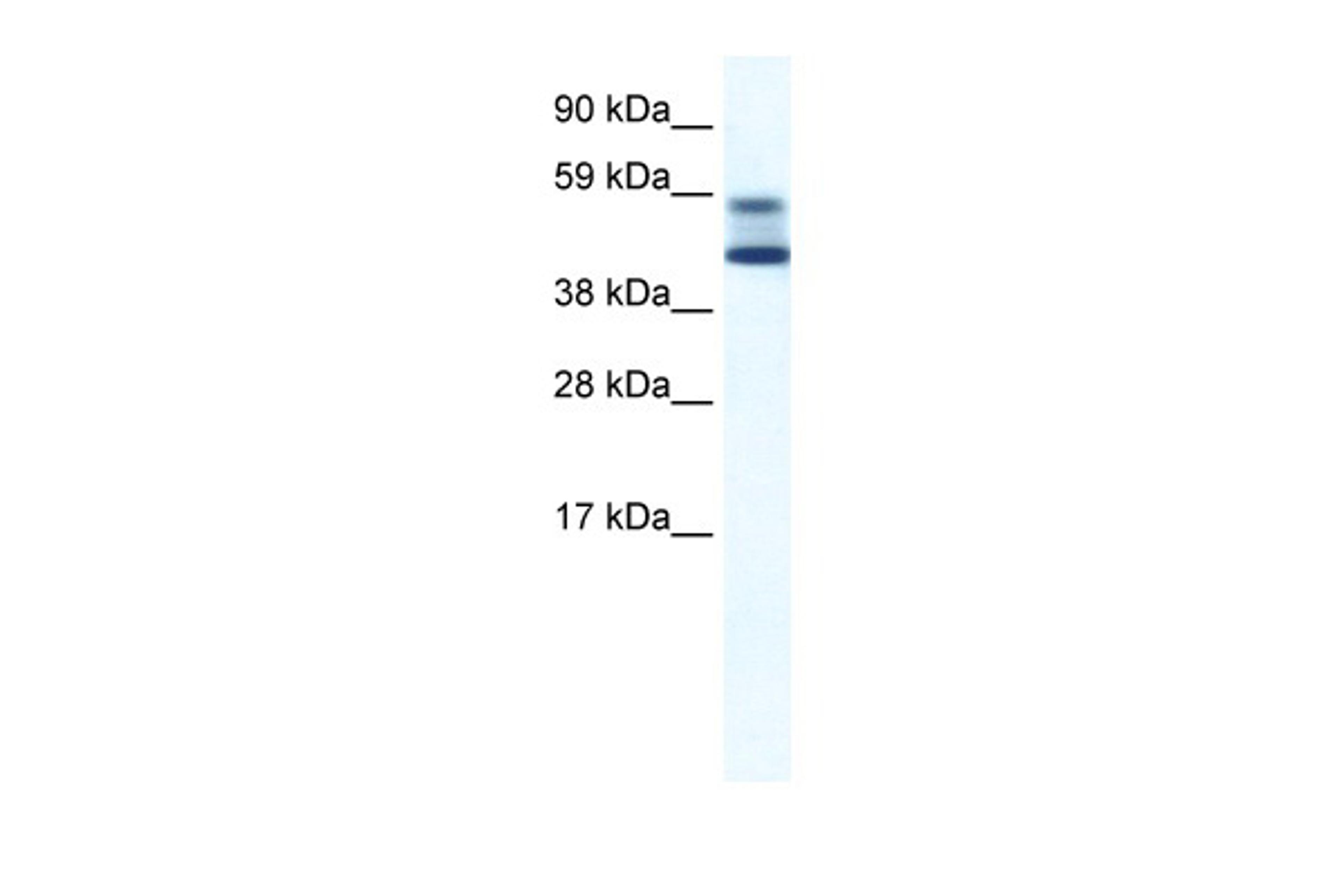 Antibody used in WB on Mouse NIH-3T3 at 5.0 ug/ml.