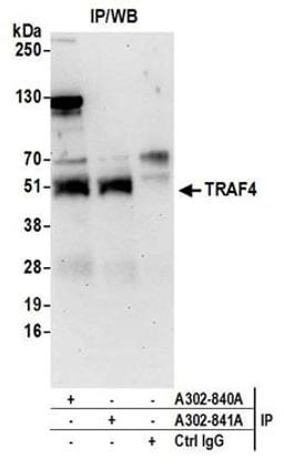 Detection of human TRAF4 by western blot of immunoprecipitates.