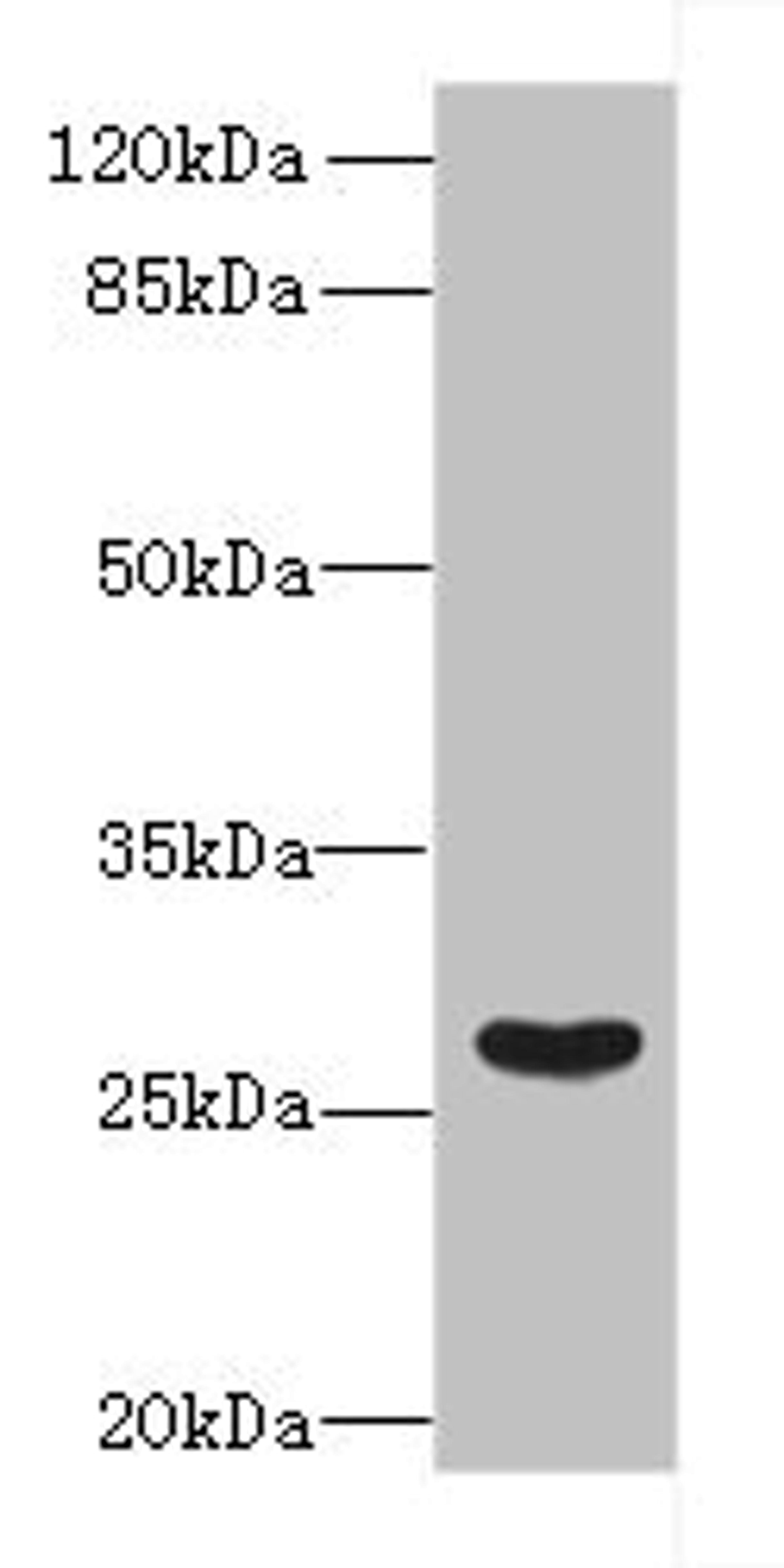 Western blot. All lanes: FAM122B antibody at 5µg/ml + Mouse brain tissue. Secondary. Goat polyclonal to rabbit IgG at 1/10000 dilution. Predicted band size: 27, 28, 30, 20 kDa. Observed band size: 27 kDa