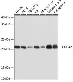 Western blot - CDC42 antibody (A19028)