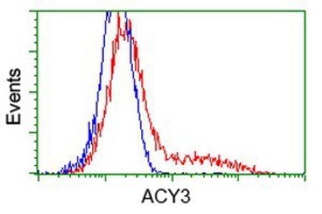 Flow Cytometry: ACY3 Antibody (2D5) [NBP2-03512] - HEK293T cells transfected with either overexpression plasmid (Red) or empty vector control plasmid (Blue) were immunostained by anti-ACY3 antibody, and then analyzed by flow cytometry.