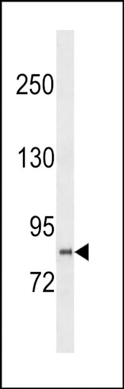 Western blot analysis in U251 cell line lysates (35ug/lane).