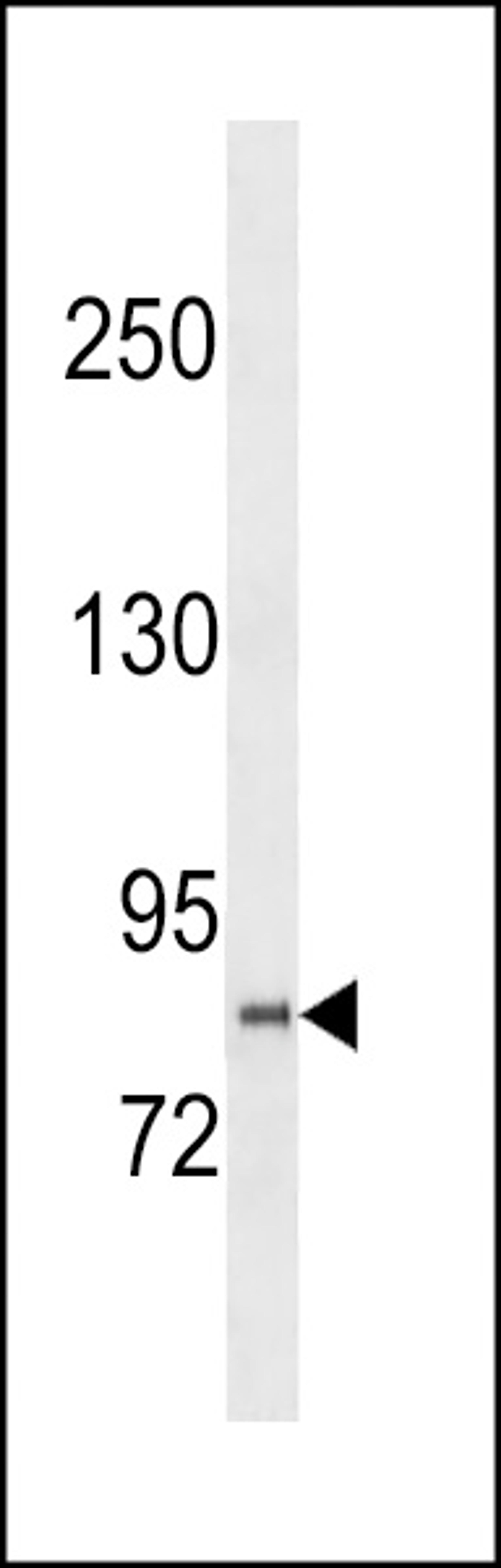 Western blot analysis in U251 cell line lysates (35ug/lane).