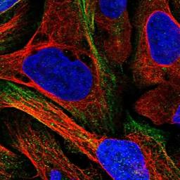 Immunocytochemistry/Immunofluorescence: CCDC172 Antibody [NBP1-82705] - Staining of human cell line U-2 OS shows positivity in cytoskeleton (actin filaments).