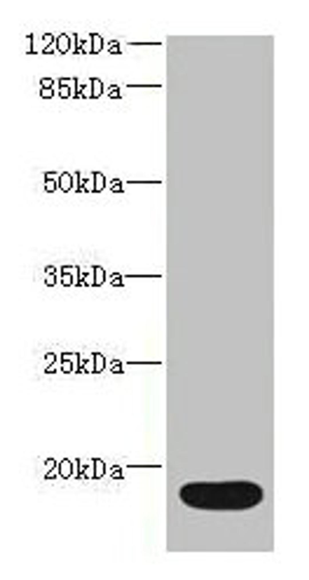 Western blot. All lanes: IL36RN antibody at 16µg/ml + Mouse stomach tissue. Secondary. Goat polyclonal to rabbit IgG at 1/10000 dilution. Predicted band size: 17 kDa. Observed band size: 17 kDa