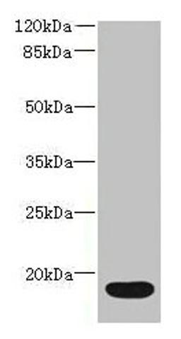 Western blot. All lanes: IL36RN antibody at 16µg/ml + Mouse stomach tissue. Secondary. Goat polyclonal to rabbit IgG at 1/10000 dilution. Predicted band size: 17 kDa. Observed band size: 17 kDa