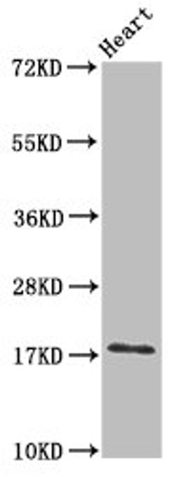 Western Blot. Positive WB detected in: Mouse heart tissue. All lanes: UBE2L3 antibody at 3ug/ml. Secondary. Goat polyclonal to rabbit IgG at 1/50000 dilution. Predicted band size: 18, 15, 25 kDa. Observed band size: 18 kDa.