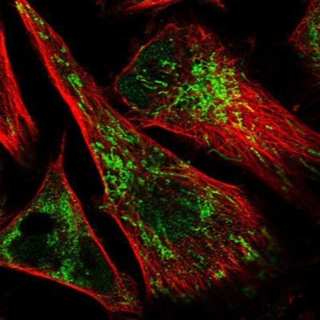 Immunocytochemistry/Immunofluorescence: IMPA1 Antibody [NBP1-83107] - Staining of human cell line U-251 MG shows positivity in nucleus but not nucleoli & mitochondria.