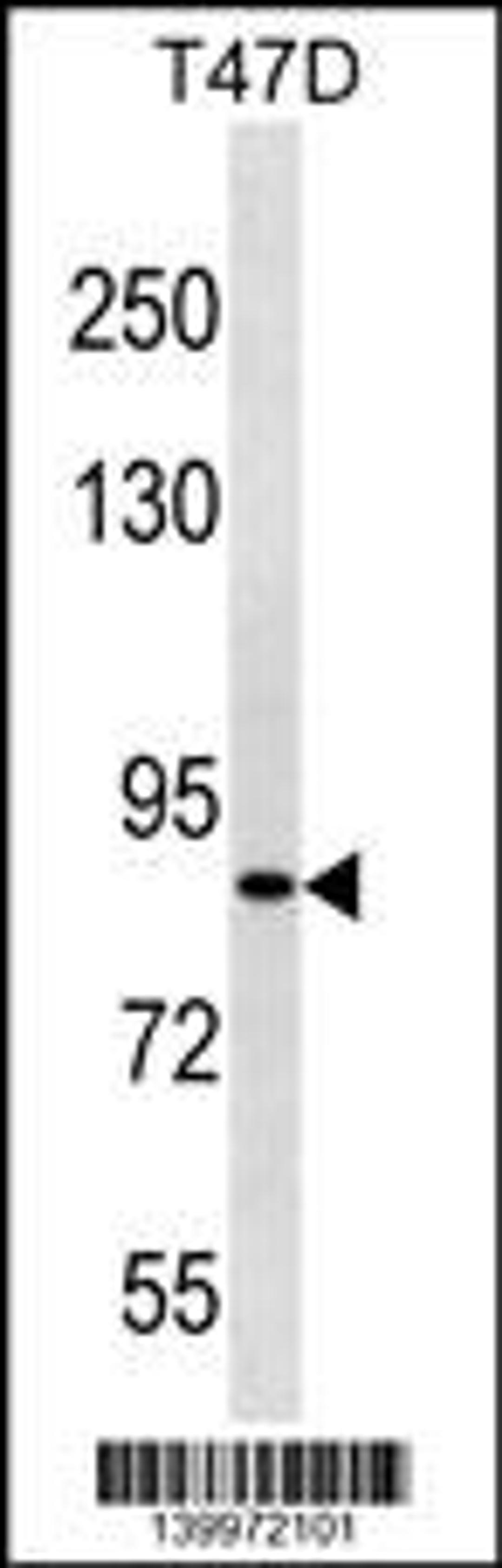 Western blot analysis in T47D cell line lysates (35ug/lane).