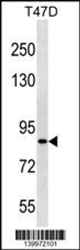 Western blot analysis in T47D cell line lysates (35ug/lane).