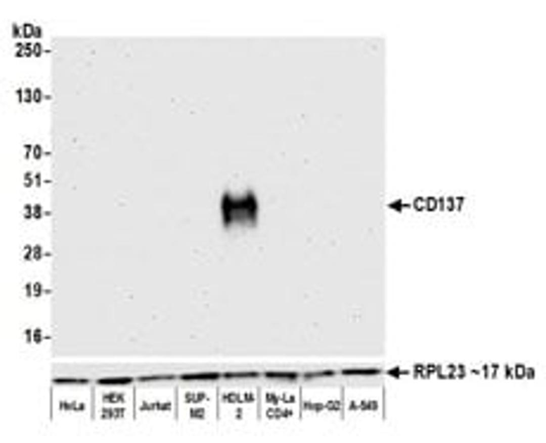 Detection of human CD137 by western blot.