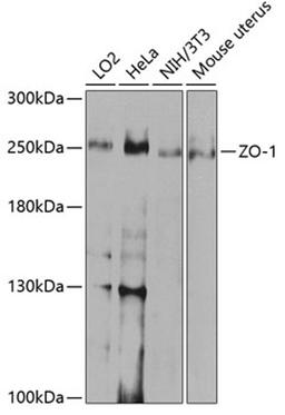 Western blot - ZO-1 antibody (A0659)