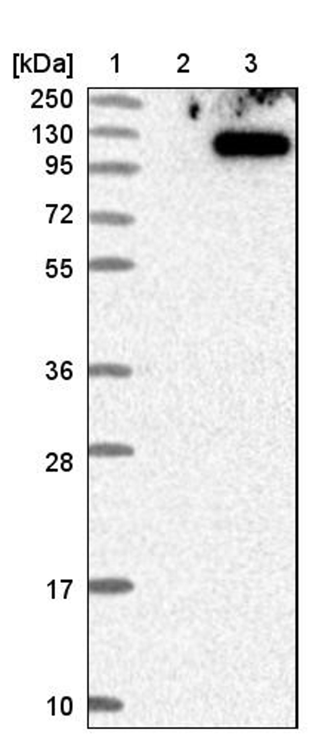 Western Blot: TSR1 Antibody [NBP1-84619] - Lane 1: Marker [kDa] 250, 130, 95, 72, 55, 36, 28, 17, 10<br/>Lane 2: Negative control (vector only transfected HEK293T lysate)<br/>Lane 3: Over-expression lysate (Co-expressed with a C-terminal myc-DDK tag (~3.1 kDa) in mammalian HEK293T cells, LY413281)