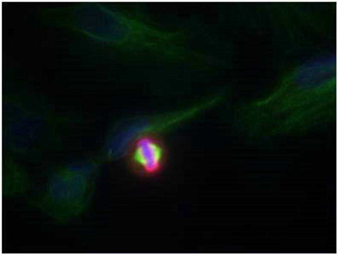 Immunofluorescence staining of methanol-fixed Hela cells using Histone H3.1 (Phospho-Ser10) Antibody.