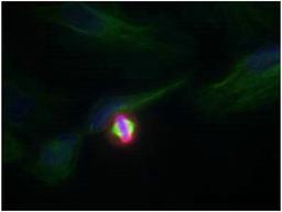 Immunofluorescence staining of methanol-fixed Hela cells using Histone H3.1 (Phospho-Ser10) Antibody.