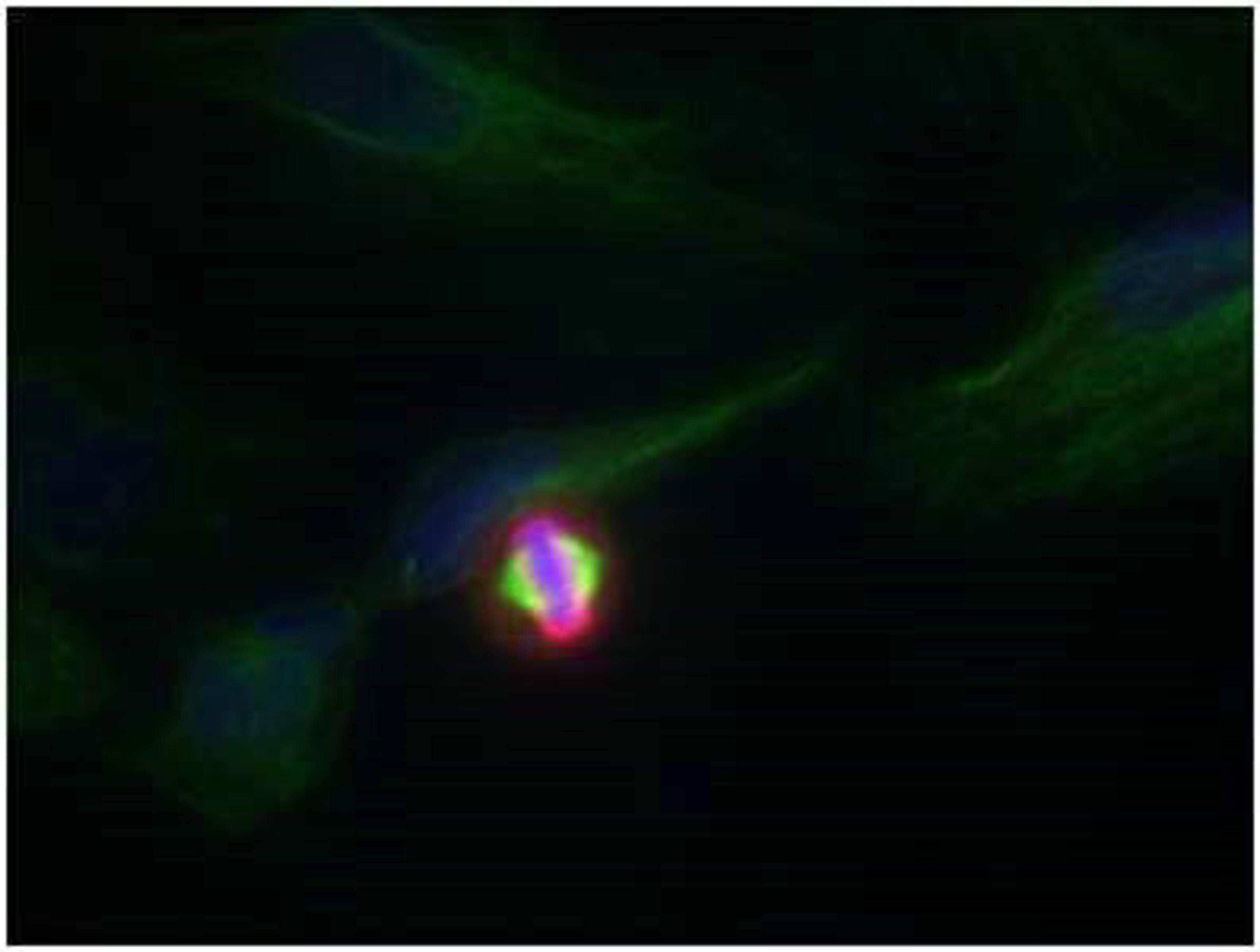 Immunofluorescence staining of methanol-fixed Hela cells using Histone H3.1 (Phospho-Ser10) Antibody.