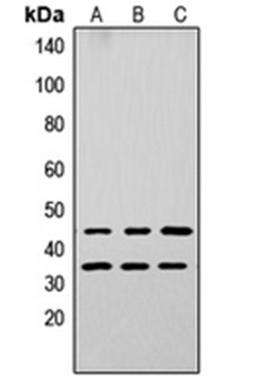 Western blot analysis of A549 (Lane 1), PC12 (Lane 2), NS-1 (Lane 3) whole cell lysates using Apolipoprotein L3 antibody